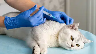 Kedi ısırığı kuduz yapar mı? Diyarbakır’daki vaka sonrası uzmanlardan açıklama