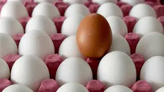 Salmonella bakterisi bulaşan yumurtaların tüketimi sonucu kaç kişi hastalandı?