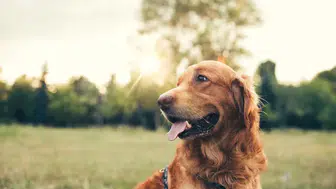 Köpeklerin insan mimiklerini anlama yeteneği neden bu kadar önemli?