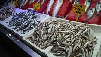 Sinop kıyılarında palamut bolluğu yaşanıyor : Balıkçılar denize açılıyor mu?
