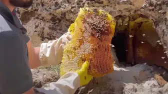 Kaya balı neden bu kadar değerli? Toplaması nasıl oluyor?