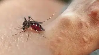Sivrisineklerden korunmanın en etkili yolları nelerdir?