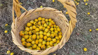 Alıç meyvesinin hasadı neden önemli ? Yozgat'ta doğal şifa kaynağı olarak yetişiyor
