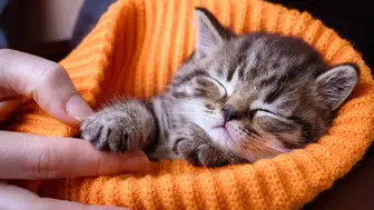 Düzce'de yavru kedi itfaiye ekiplerini peşinden koşturdu