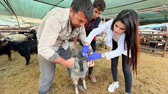Şırnak'ta veteriner ekipleri hayvan aşılaması ve küpeleme çalışmalarını hızlandırıyor mu ?