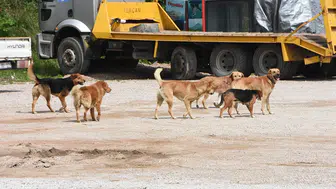 Sokak köpeklerinin toplanma oranı nedir ve süreç nasıl işleyecek ?