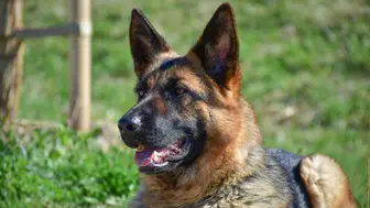 Ordu'da ağzına çengel takılan köpek tedavi edildi