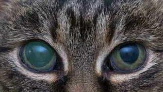 Kedi gözlerinin biyolojisi robot kameralara nasıl ilham veriyor ?