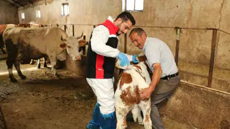 Hayvanları kenelere karşı nasıl koruruz ? Hayvanlara kene ilaçlaması nasıl yapılır ?