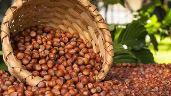 Fındık piyasasında son durum nedir?