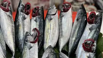 Karadeniz'de palamut bolluğu : Fiyatlar ne kadar?