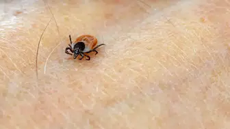 Çin'de kenelerden bulaşan yeni ALTNV Virüsü nedir ? Ne tehditler oluşturuyor ?