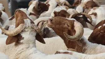 TİGEM küçükbaş hayvan satışı ne zaman gerçekleşecek? İhale hangi tarihte gerçekleşecek?