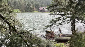 Bartın'da kuvvetli rüzgar ve sağanak yağmur nedeniyle ağaçlar devrildi