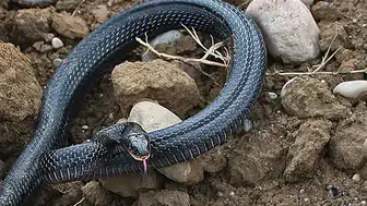 Zehirli yılanların saldırı davranışları ne zaman artıyor?