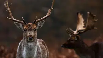 Colorado'daki eski nükleer silah tesisinde doğal yaşamın yeniden canlanması mümkün mü?