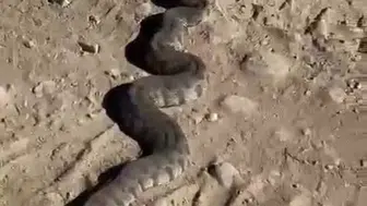 Florida'da 150 kiloluk yılanların ağaçlara tırmanma davranışları neden ortaya çıktı ?