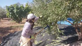 Mersin’de hasat başladı! Fiyatlar dipte, kilosu 10 liradan satılıyor