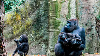 Ruanda'da dağ gorilleri nerede yaşıyor ?