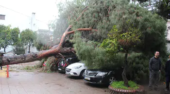 Aydın'da çam ağacı devrildi : 4 araç maddi hasara uğradı