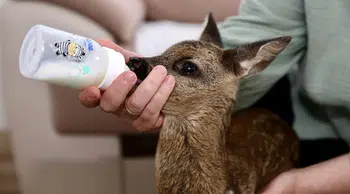 Kahramanmaraş'ta yavru karaca tedavi altına alındı