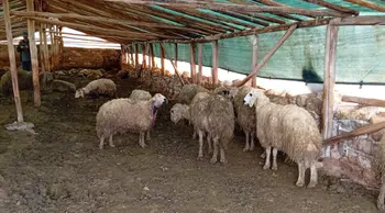 Malatya Arguvan’da ağıla giren kurt 30 koyunu telef etti