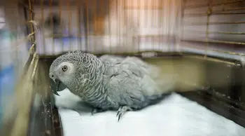 Siirt'te ele geçirilen 8 jako papağanı koruma altına alındı