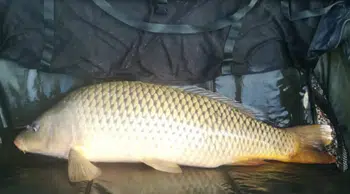 Samsun'da kaçak avcılık : 60 kilo sazan balığı ele geçirildi