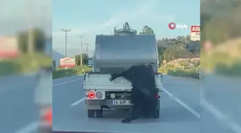 Bolu'da kurbanlığı araçtan sarkıtan sürücüye rekor ceza