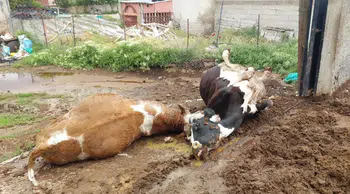Niğde’de ahıra yıldırım düştü : 2 inek telef oldu