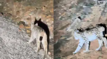 Tunceli'de koruma altında olan vaşak görüntülendi