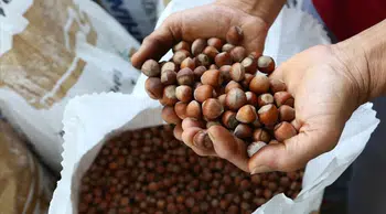 Türkiye'de fındık ihracatı 1,2 milyar dolara ulaştı
