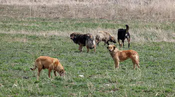 Şanlıurfa'da 8 yaşındaki çocuk sahipsiz köpeklerin saldırısına uğradı