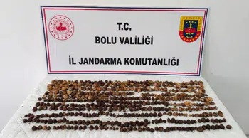 Bolu'da 4,5 kilogram yabani salep toplayan 3 kişiye rekor ceza : Tam 2 milyon 97 bin TL
