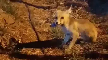 Çankırı'da aç kalan tilkiye vatandaşlardan ikram