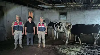 Kilis’te kaybolan büyükbaşlar jandarma tarafından bulundu