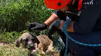 Siirt'te kuyuya düşen köpek kurtarıldı