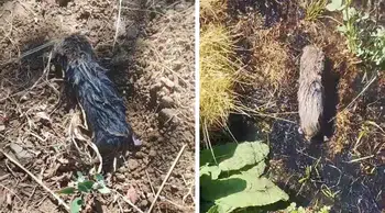 Elazığ’da çiftçi köstebek sandı, karşısına kör fare çıktı
