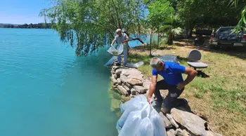 Manavgat’taki baraj gölü ve akarsulara 400 bin sazan yavrusu bırakıldı