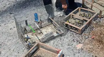 Kahramanmaraş'ta kaçak saka kuşu operasyonu : 175 kuş kurtarıldı