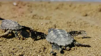 Kuşadası'nda koruma dışındaki yuvadan 59 caretta caretta yavrusu çıktı