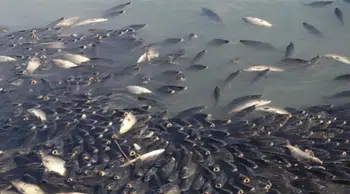 Kura Nehri'nde balık ölümleri şüphesi : Numuneler alındı, inceleme başladı