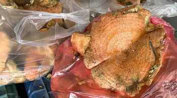 Menteşe’de ilk çıntarlar tezgahlarda! kilogram fiyatı 500 liradan satışa sunuldu
