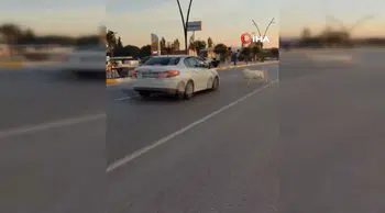 Manisa'da Karayoluna Çıkan Keçilere Otomobil Çarpı