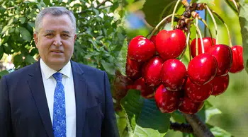 Nif Kirazı için coğrafi işaret süreci başladı