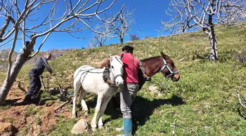 Germencik'te Günlük 8 Bin TL'ye İşçi Bulunamıyor