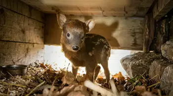 Dünyanın En Küçük Geyiği Olarak Tanınan Pudu Nedir?