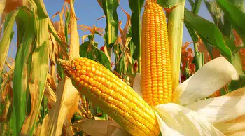 Mısır Fiyat Artışlarına İthalat ile Nasıl Çözüm Bulunacak?