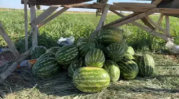 Antalya'da fiyatı sorulmayan karpuzun hasadı başladı mı?