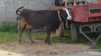 Kurban Kesim Vakti Ne Zaman Başlar ve Ne Zaman Biter? Kurban Kesimine Dair Tüm Detaylar